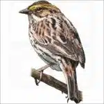 Savannah Sparrow illustration