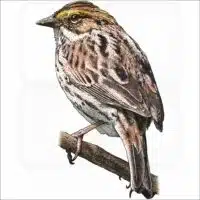 Savannah Sparrow illustration