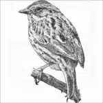Savannah Sparrow