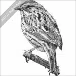 Savannah Sparrow