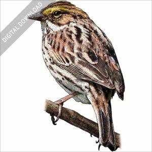 Savannah Sparrow stock image