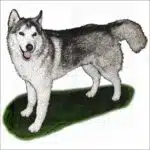 Siberian Husky Illustration