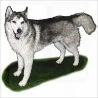 Siberian Husky Illustration