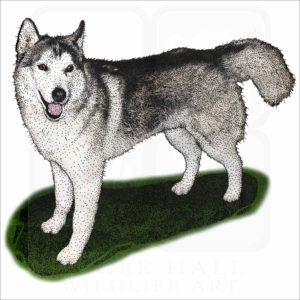 Siberian Husky Illustration