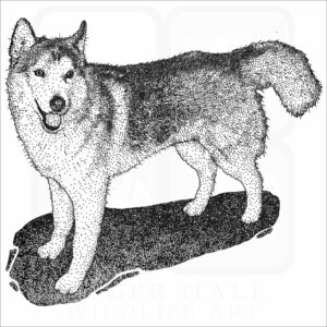 Siberian Husky black and white illustration