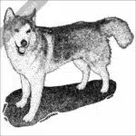 Siberian Husky black and white stock image