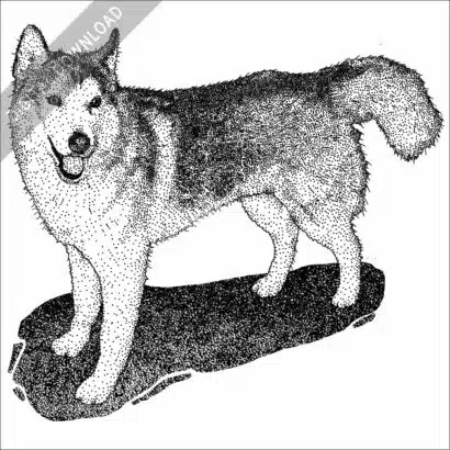 Siberian Husky black and white stock image