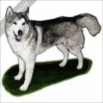 Siberian Husky stock art illustration