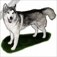Siberian Husky stock art illustration