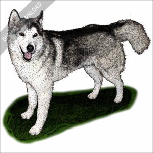 Siberian Husky stock art illustration