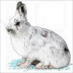 Snowshoe Hare illustration