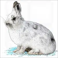 Snowshoe Hare illustration