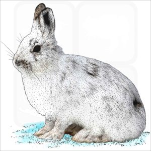 Snowshoe Hare illustration