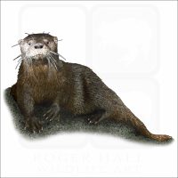 Southern River Otter illustration