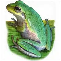 Squirrel Treefrog illustration
