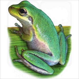 Squirrel Treefrog illustration