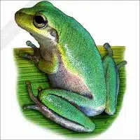 Squirrel Treefrog stock image