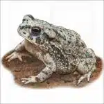 Texas Toad illustration