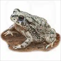 Texas Toad illustration
