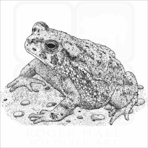 Texas Toad