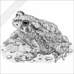 Texas Toad