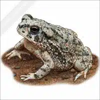 Texas Toad stock image