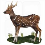 Visayan Spotted Deer illustration
