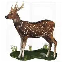 Visayan Spotted Deer illustration