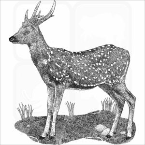 Visayan Spotted Deer