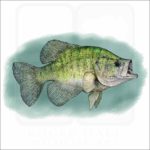 White Crappie illustration