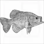 White Crappie