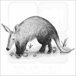 Fine art illustration Aardvark