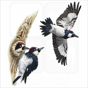 Acorn Woodpeckers print