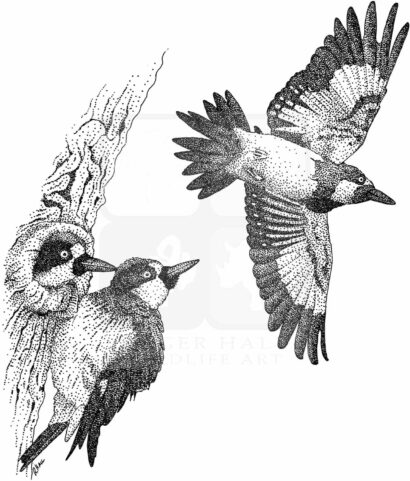 Acorn Woodpeckers