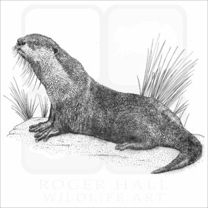 African Clawless Otter illustration