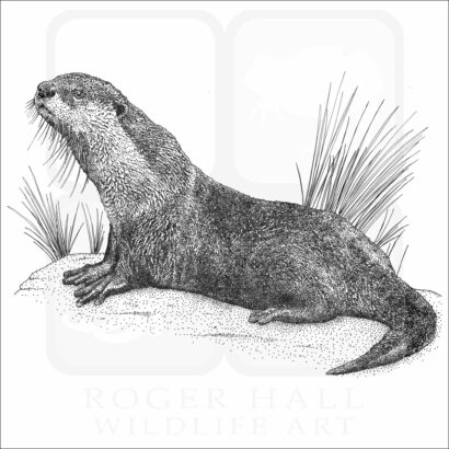African Clawless Otter illustration