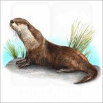 African Clawless Otter