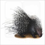 African Crested Porcupine drawing