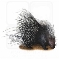 African Crested Porcupine drawing