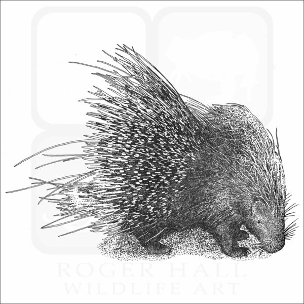 African Crested Porcupine drawing