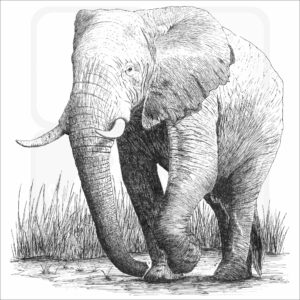 African Elephant