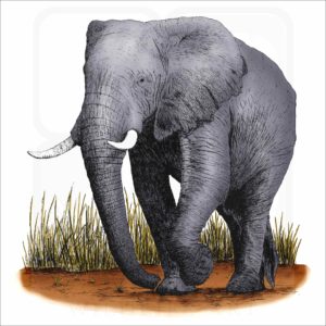 African Elephant fine art print