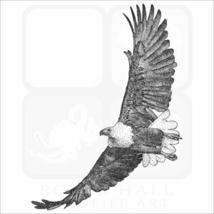 African Fish Eagle illustration