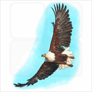 African Fish Eagle illustration