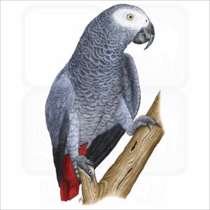 African Gray Parrot print