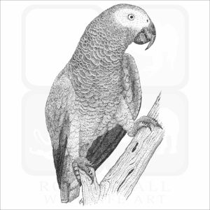African Gray Parrot illustration
