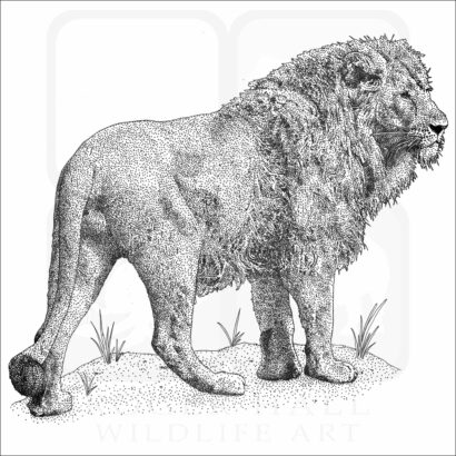African Lion illustration