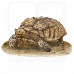 African Spurred Tortoise illustration