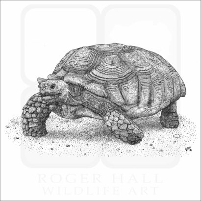 African Spurred Tortoise Signed Fine Art Print - Image 2