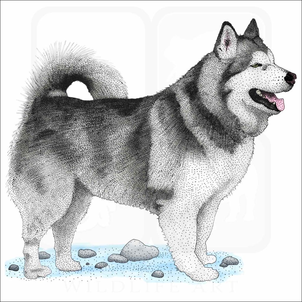 Alaskan Malamute - Signed Fine Art Print